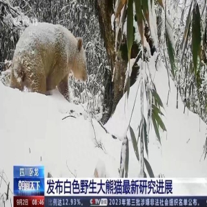 谜底揭晓！全球唯一野生白色大熊猫的性别是