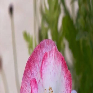 七月中，3大星座笑逐颜开，百年好合、龙凤呈祥、丰衣足食