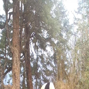 四川松潘拍到珍贵画面：野生大熊猫“情侣”亲热时，不远处还有“情敌”在张望